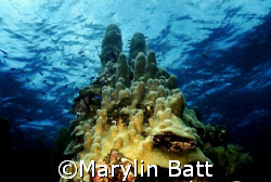 Castles in the sea. Pillar coral.  Guanaha, Bay Islands.
... by Marylin Batt 